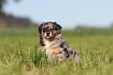 BERGER AUSTRALIEN PUPPIES 150